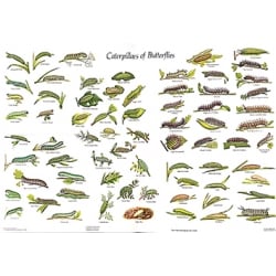 CHART Caterpillars of the British Butterflies, Gordon Riley & David Carter